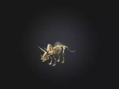 Realistic Triceratops Skeleton Model Low-poly 3D model