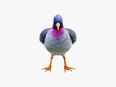 Pigeon Free 3D model