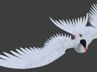 Arctic Tern Bird Game Ready Model Unreal Engine  3D model