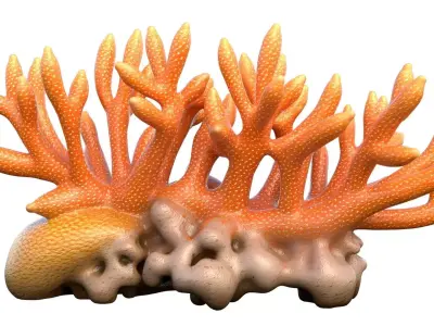 Coral Collection 1-20 Low-poly 3D model