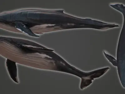 Blue Whale  Low-poly 3D model