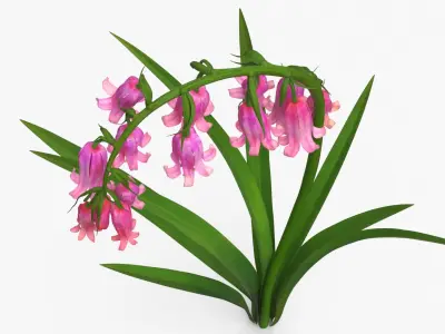 Campanula Bellflower Plant with Arching Stem Pink 3D model