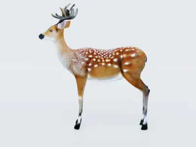 Deer Animal Free 3D model