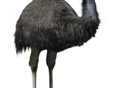 Emu with realistic fur Low-poly 3D model