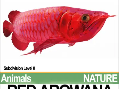 Red Arowana 3D model