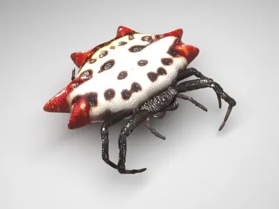 Gasteracantha Spider 3D model