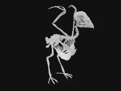 Sparrow skeleton 3D model