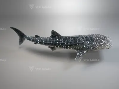 Whale Shark Animation - VFX Grace 3D model
