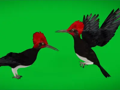 White Bellied Woodpecker Bird Low-poly 3D model