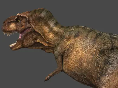 Tyrannosaurus  Rex 3D model