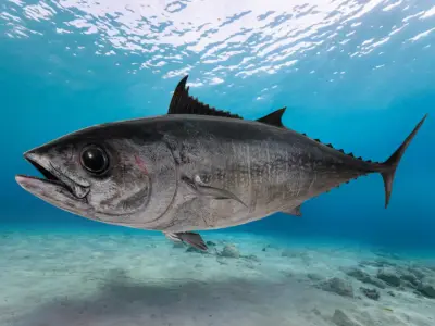Pacific Bluefin Tuna Animated 3D model