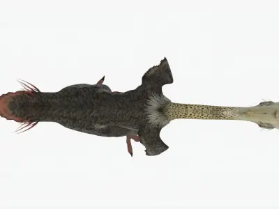 Realistic Phorusrhacos vulture with long beak Low-poly 3D model