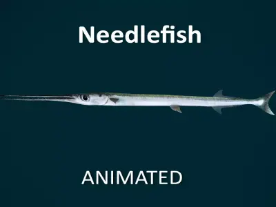 Realistic Needlefish Animated 3D model