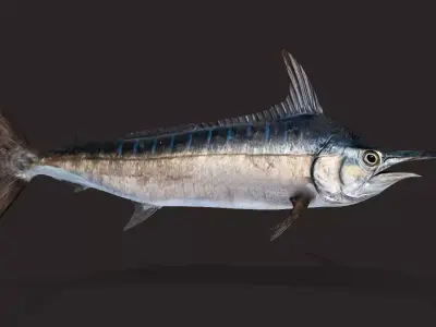 Blue Marlin Animated 3D model
