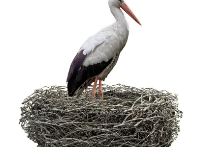 Stork in nest 3D model