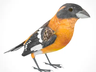 3D Bird Pack Black Headed Grosbeak Male and Female Low-poly 3D model