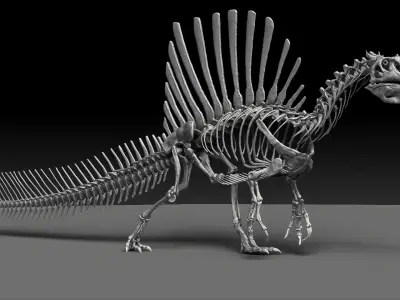 Dinosaur Spinosaurus 2020 version Full Set Skeletons Sculpt  3D model