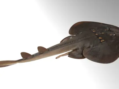 Yellow Spotted Fanray 3D model