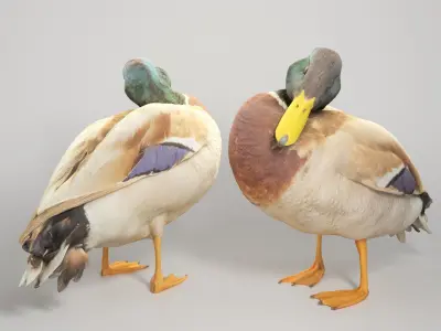 Duck 16 Low-poly 3D model