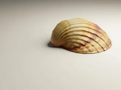3D-Scanned Seashells - 2nd Set of 3 Low-poly 3D model