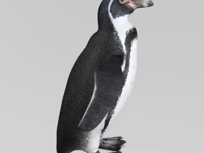 Humboldt Penguin 3D model