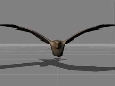 seagull v1 Low-poly 3D model