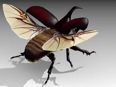 Rhinoceros Beetle Low-poly 3D model