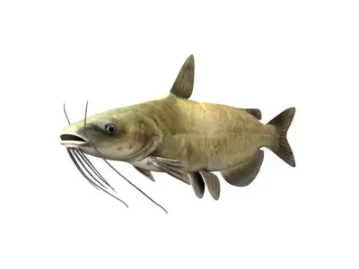 Catfish Fish 3D model
