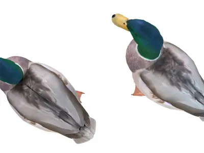 Mallard Duck Male  3D model