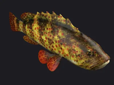 giant grouper fish low poly game fish bass coralgrouper 3D model