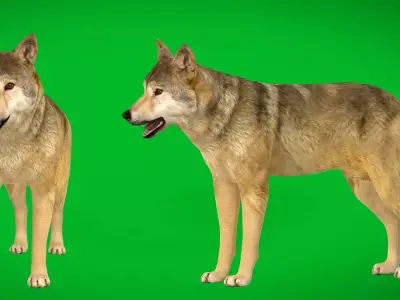 Himalayan Wolf Free low-poly 3D model