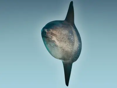 Sunfish close up of tuna fish 3D model