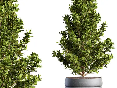 indoor Plant Set 02 3D model