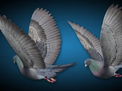 Pigeon B - Flight 3D model
