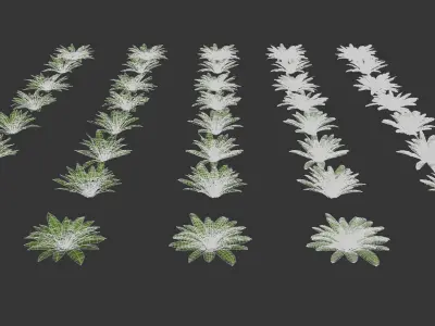 Ferns Dryopteris 01-08 with LODs 3D model