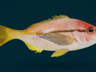 Realistic Spotstripe Snapper Animated 3D model