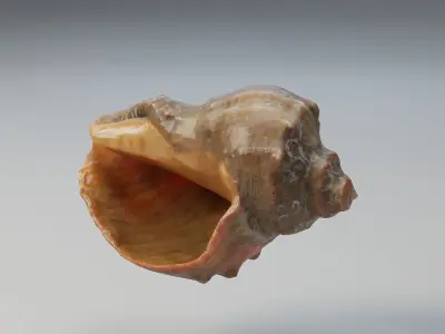 Shell conch Low-poly 3D model