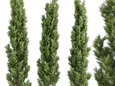 Emerald Cedar Tree 3D Model - 3 Objects- Premium 3D model