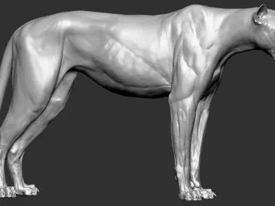 Cheetah VFX Ultra Cinematic Realistic Zbrush Sculpt 3D model