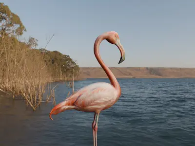 Florida Flamingo - Realistic 3D model