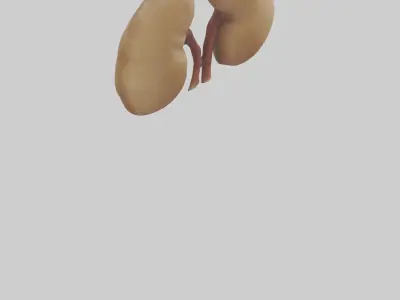 Camel Kidneys Low-poly 3D model