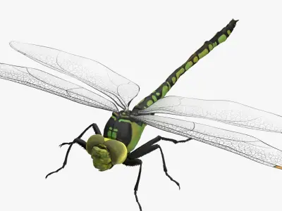 Dragon Fly  Low-poly 3D model