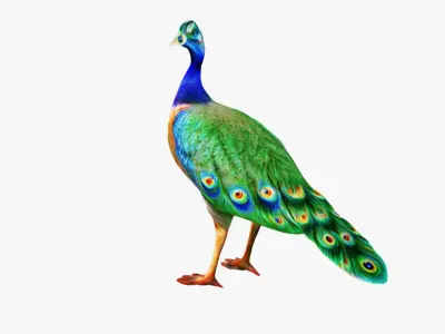 Peacock Free 3D model