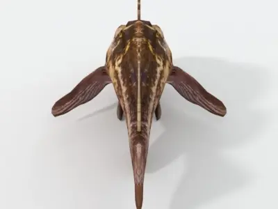 Bottom Fish Low-poly 3D model
