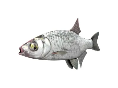 Bleak Ablet Fish Alburnus Alburnus 3D model