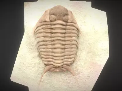 CYRTOMETOPUS CLAVIFRONS FOSSIL TRILOBYTE 3D model