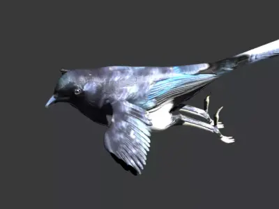 Eurasian Magpie 3D model