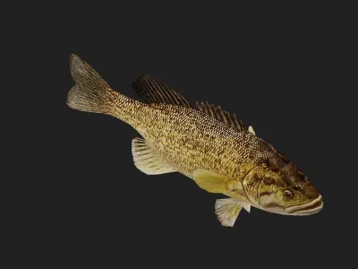 Smallmouthbass Low-poly 3D model