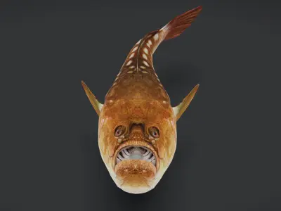 Stargazer Fish - Anglerfish Animated 3D model