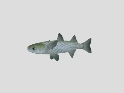 Fish Collection 05 Low-poly 3D model